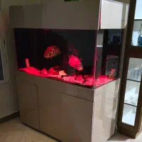 فوری آکواریوم بزرگ بدون ماهی