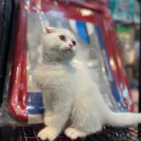 اسکاتیش و بریتیش سفید