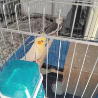 عروس هلندی همراه با ۴ جوجه نژاد دار|پرنده|تهران, مسعودیه|دیوار