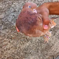 کفتر  زردی سرور سرکه‌ای راعبی|پرنده|شهریار, شهرک عباس پور|دیوار