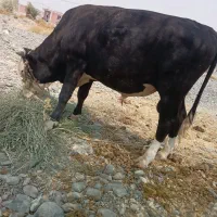 جلب سیمیتال