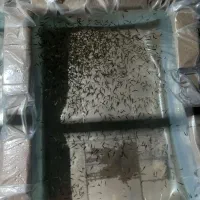 ماهی قرمز (مشکی)