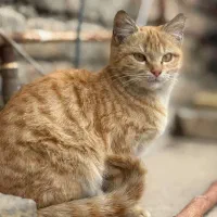 این گربه منجان گم شده