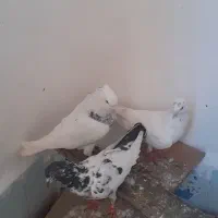 کبوتر|پرنده|مرند, |دیوار