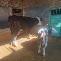 گاو همراه گوساله ماده و تلیسه آبستن|حیوانات مزرعه|بجنورد, |دیوار