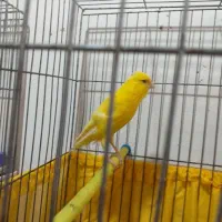 ماده قناری بلند