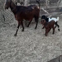 فروش یک عدد بز دوقلو زا|حیوانات مزرعه|هندیجان, |دیوار