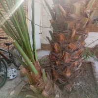 یک پاجوش برخی اصل برای فروش|گل و گیاه طبیعی|خرمشهر, |دیوار