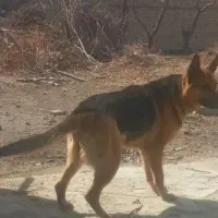 سگ ژرمن ماده خشگل