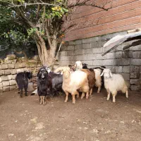 بره بزغاله گوسفند بز12عدد|حیوانات مزرعه|قائم‌شهر, |دیوار