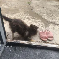 سگ پامر ۵ماهه