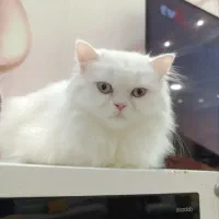 گربه پرشین اصل