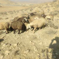 میش داشتی|حیوانات مزرعه|ارژن, |دیوار