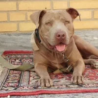 پیتبول|سگ|رامهرمز, |دیوار