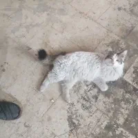 گربه پرشین کت|گربه|تهران, شهید رجایی|دیوار