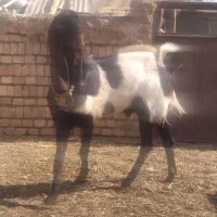 نر بز پاکستانی|حیوانات مزرعه|بردسکن, |دیوار