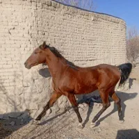 نریان دره شور|اسب و تجهیزات اسبسواری|خمین, |دیوار