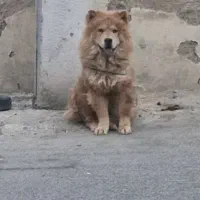 سگ چاو چاو  ماده