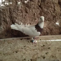 کفتر طوقی و سبز