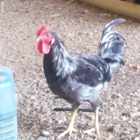 خروس لری جوان چاق و چله