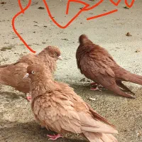 نر‌چایی