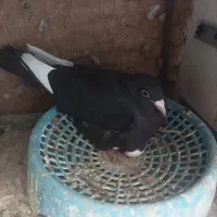 چند عدد کبوتر جفتی وتکی