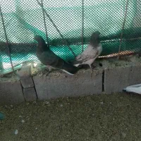 جفت جوجه گرگی|پرنده|ایرانشهر, |دیوار