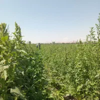 به کارگر ساده نیازمنیدم در سقز
