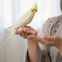 عروس هلندی پیدا شده