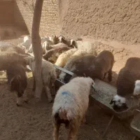 گوشت گوسفند قوچ|خوردنی و آشامیدنی|یزد, |دیوار
