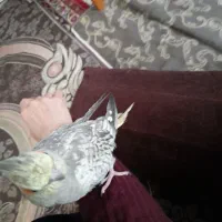 عروس هلندی نربسیار دستی|پرنده|کرج, شهرک فهمیده|دیوار