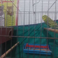 مرغ عشق سالم وسر حال