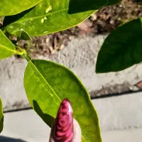 همکاری با سالن ارایشگری با مدرک|خدمات آرایشگری و زیبایی|گلوگاه, |دیوار