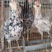 تخم مرغ گلین