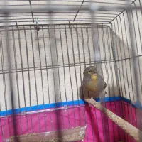 قناری|پرنده|قدس, شهرقدس|دیوار