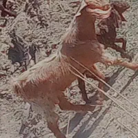 چپش چاق سرحال.|حیوانات مزرعه|جیرفت, |دیوار