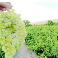 فروش-باغ-درنمازگاه