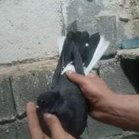 پرنده|حیوانات|ایلام, |دیوار