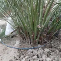 فرخ برحی درجه۱