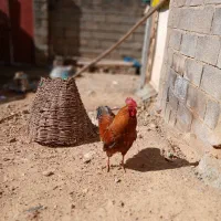 دو عدد خروس کردی ذرتی و چیل (معاوضه با مرغ وخروس))