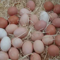تخم مرغ محلی