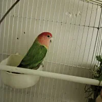 طوطی برزیلی نر|پرنده|فردیس, شهرک شهید حسینی|دیوار