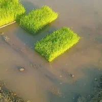 فروش  نشا برنج دستگاهی