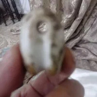 سنگ عتیقه|کلکسیون اشیاء عتیقه|فولادشهر, مسکن مهر فولادشهر|دیوار