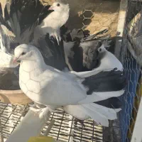 کبوتر تزئینی