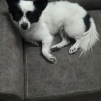 فروش سگ|سگ|پاکدشت, پاکدشت (مامازند)|دیوار