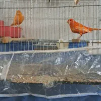 قناری رد فاکتور و۴عددجوجه