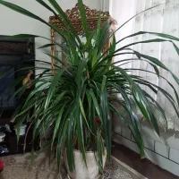 گل پاندانوس