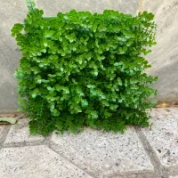 گرین وال شمشادریز