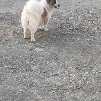 سگ پامر میکس ماده ۱۱ ماهه
